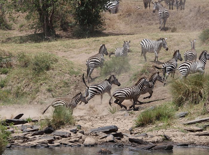 Zebra Crossing am Olare Orok