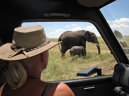 Afrikanischer Elefanten Bulle