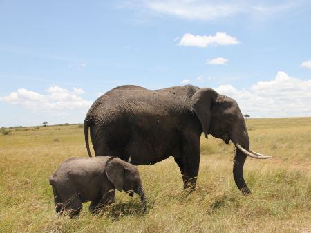 Afrikanischer Elefanten Bulle