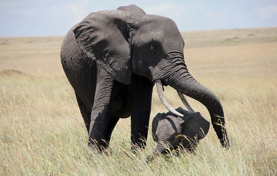 Afrikanischer Elefanten Bulle