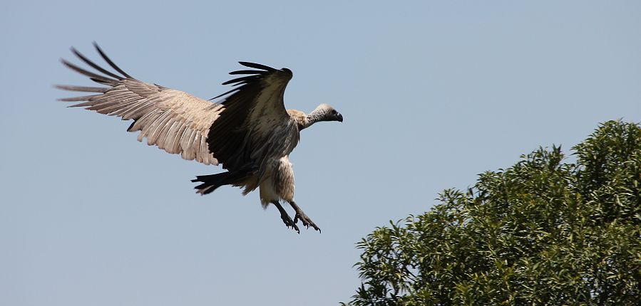 Sperbergeier (Gyps rueppelli)