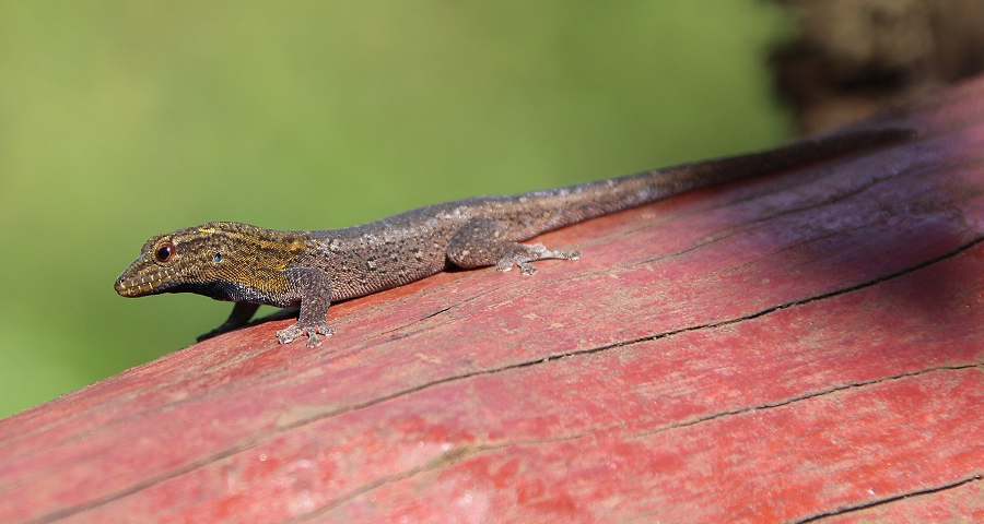 Gelbkopf Zwerggecko(Lygodactylus picturatus)