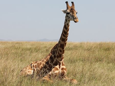 Masai Giraffen (Giraffa tippelskirchi)