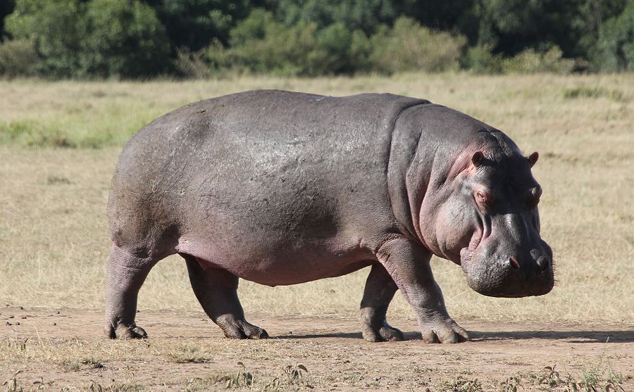 Flusspferd (Hippopotamus amphibius)