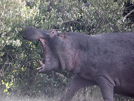 Flusspferd (Hippopotamus amphibius)