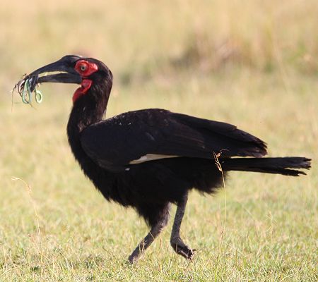 Südliche Hornrabe (Bucorvus leadbeateri, Syn.: Bucorvus cafer)