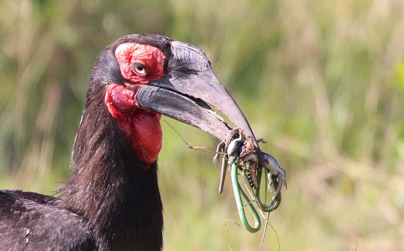 Südliche Hornrabe (Bucorvus leadbeateri, Syn.: Bucorvus cafer)