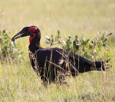 Südliche Hornrabe (Bucorvus leadbeateri, Syn.: Bucorvus cafer)