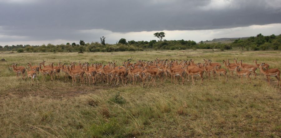 Impalas im Regen