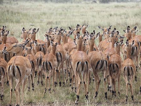 Impalas im Regen