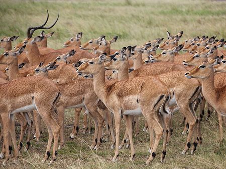 Impalas im Regen