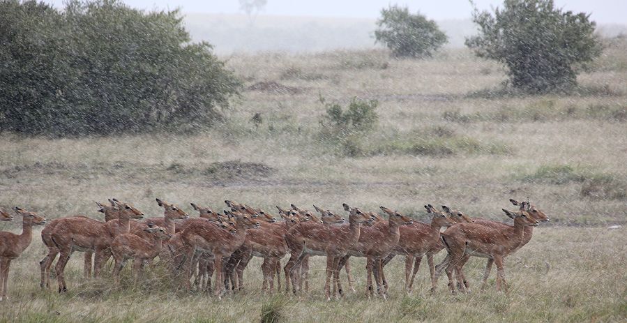 Impalas im Regen