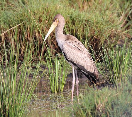 Jungvogel Nimmersatt (Mycteria ibis) 