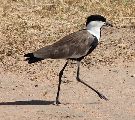 Spornkiebitz (Vanellus spinosus)