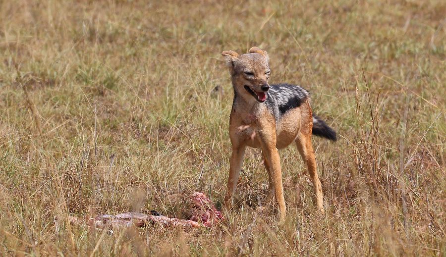 Schabrakenschakal (Canis mesomelas)