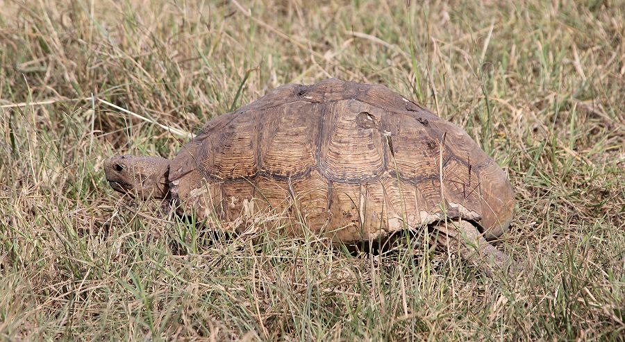 Leopardschildkröte (Stigmochelys pardalis)