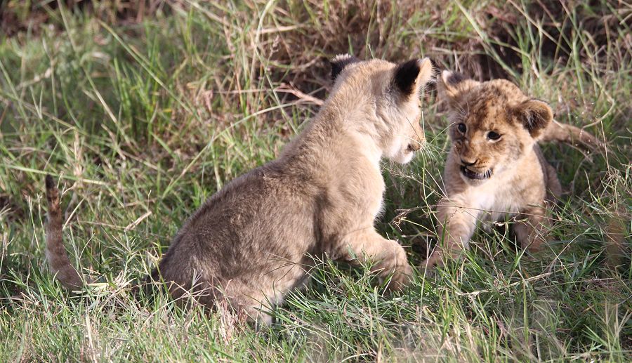 Löwenbabys