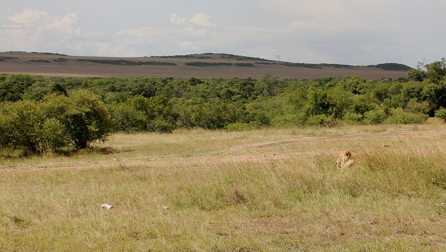 Kiombo Löwen - Nomads