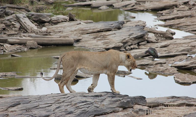 Löwe Lolparpid, Masai Mara