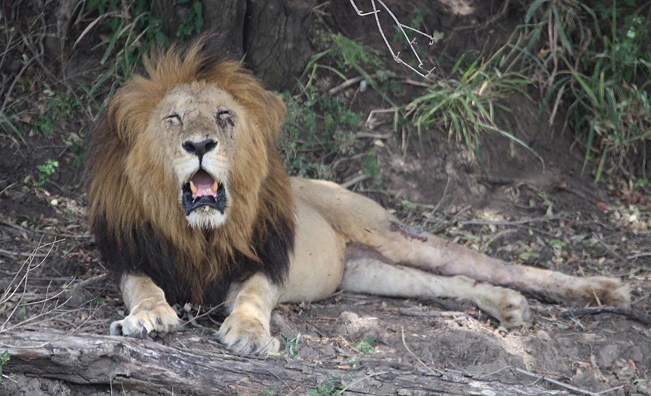 Löwe Lolparpid, Masai Mara