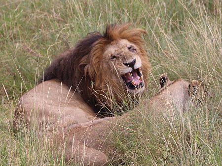 Löwe Lolparpid, Masai Mara