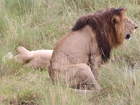 Löwe Lolparpid, Masai Mara