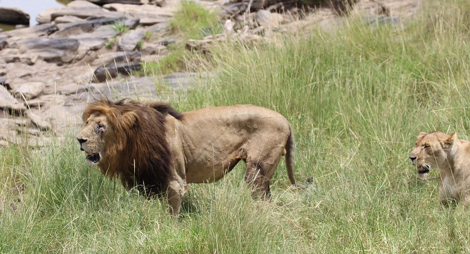 Löwe Lolparpid, Masai Mara