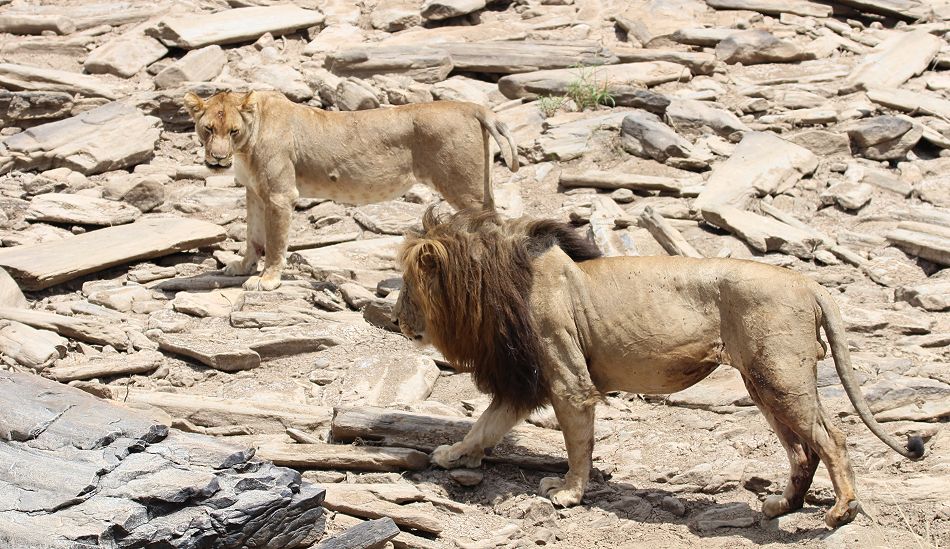 Löwe Lolparpid, Masai Mara