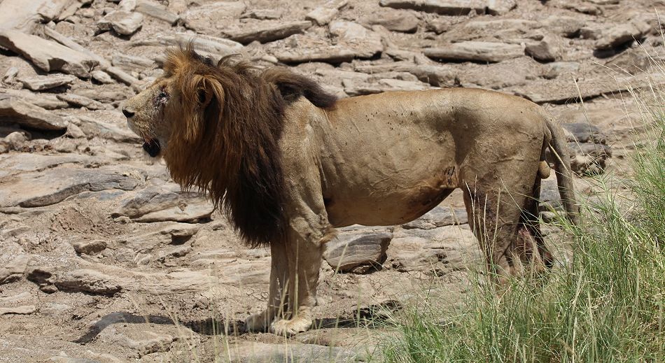 Löwe Lolparpid, Masai Mara