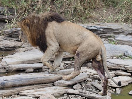 Löwe Lolparpid, Masai Mara