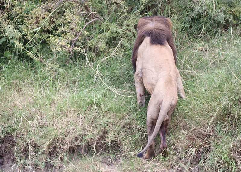 Löwe Lolparpid, Masai Mara