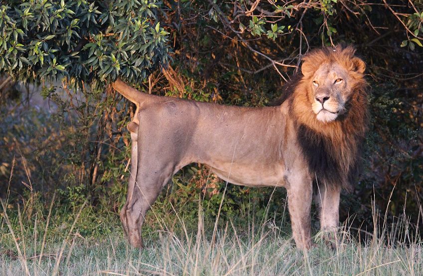 Fig Tree Pride, Maridadi und Kaka