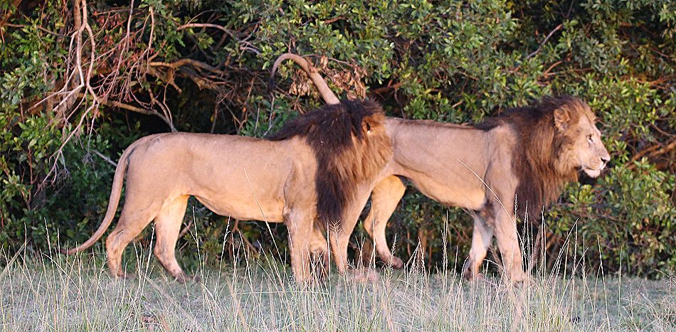 Fig Tree Pride, Maridadi und Kaka