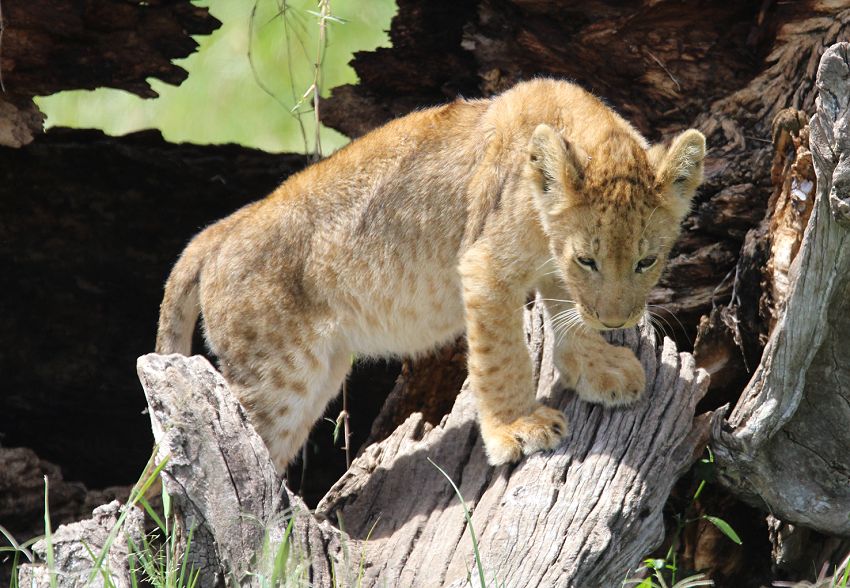 Marsh Pride Löwen