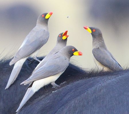 Gelbschnabel Madenhacker (Buphagus africanus)