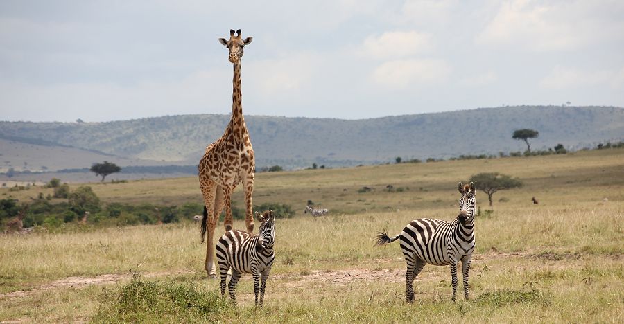 Masai mara