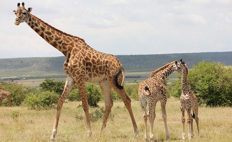 Masai Mara