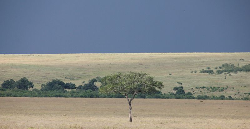 der Regen kommt Masai Mara