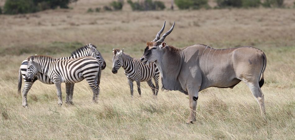 Masai Mara