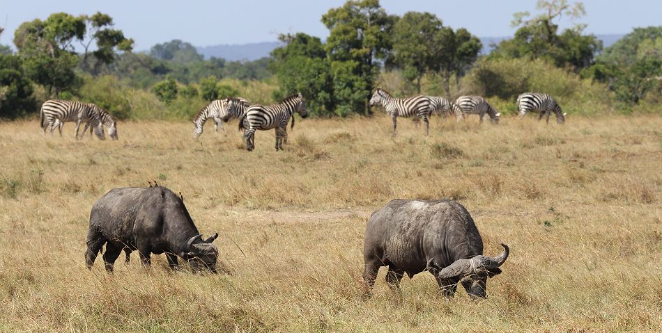 Masai Mara