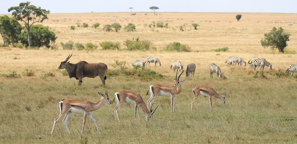 Masai Mara