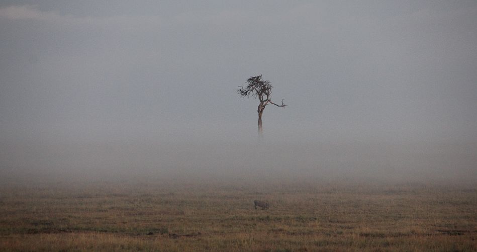 Nebel in der Masai Mara