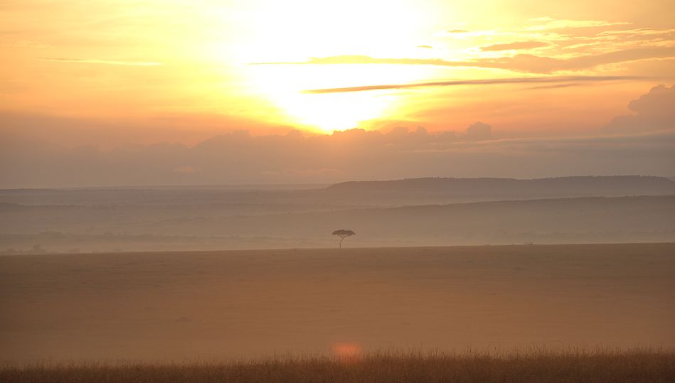 Nebel in der Masai Mara