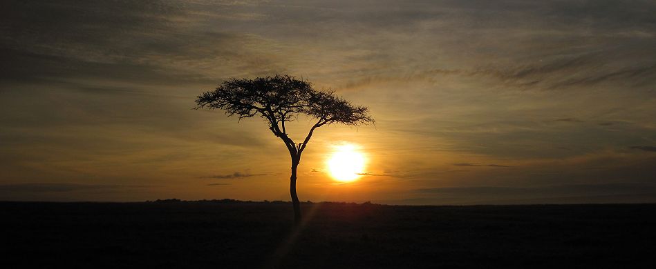 Nebel in der Masai Mara