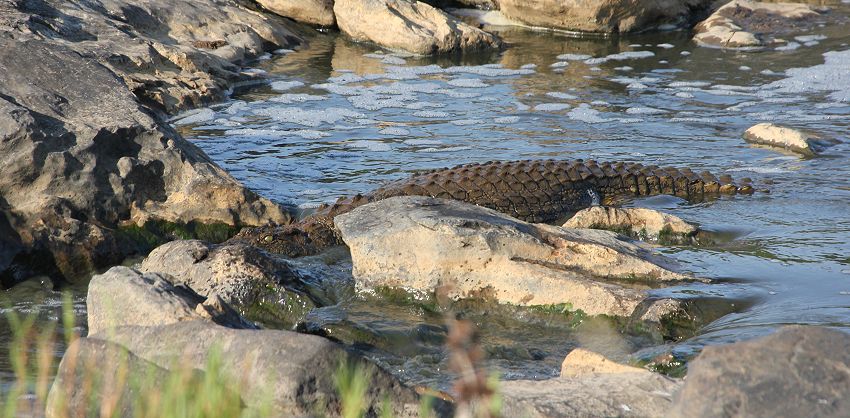 Flusspferde im trockenen Mara River