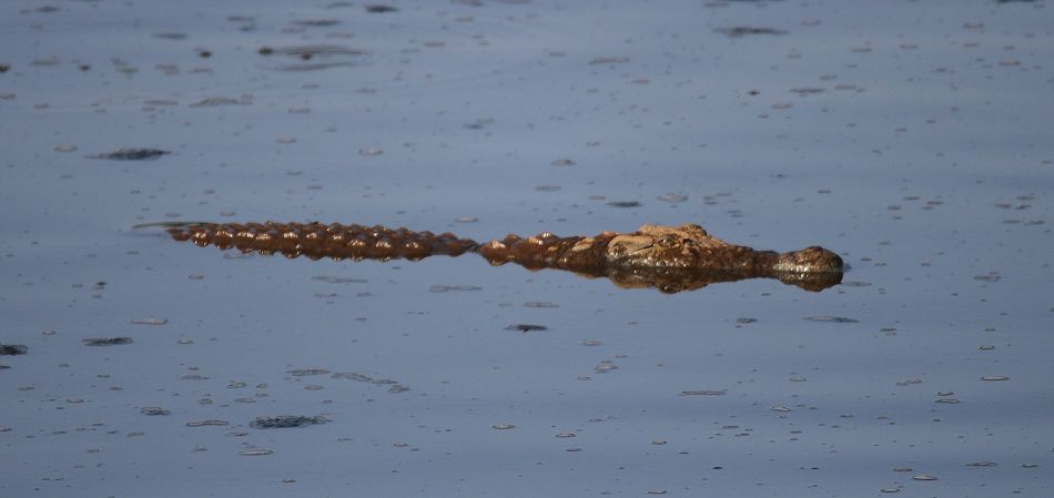 Nilkrokodil im trockenen Mara River