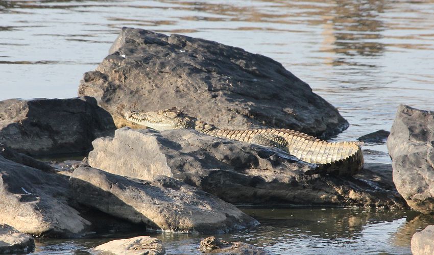 Nilkrokodil am trockenen Mara River