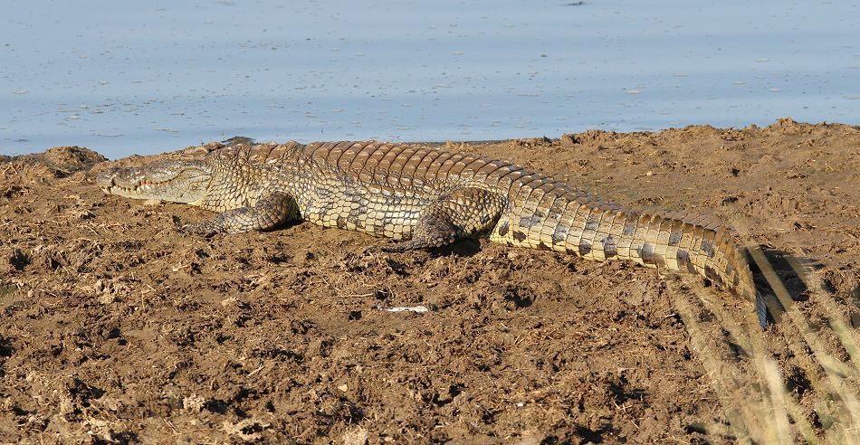 Nilkrokodil am trockenen Mara River