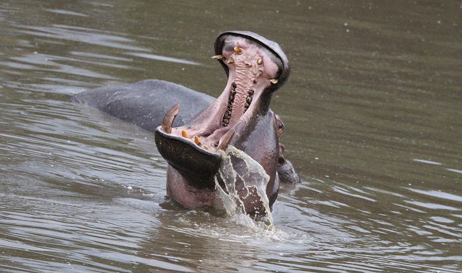 Flusspferd (Hippopotamus amphibius)