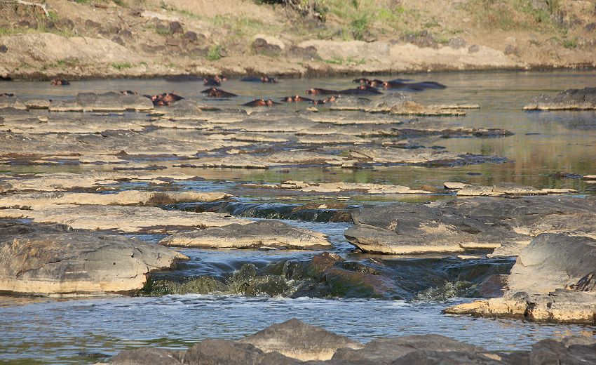 Flusspferde im trockenen Mara River